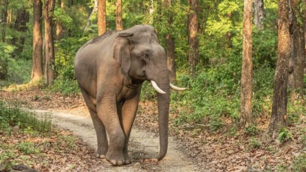 बारनवापारा अभयारण्य क्षेत्र में दंतैल हाथी के हमले से ग्रामीण की मौत, दहशत का माहौल