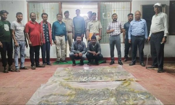 बाघ की खाल तस्करी का भंडाफोड़, 15 लाख की खाल के साथ दो आरोपी गिरफ्तार