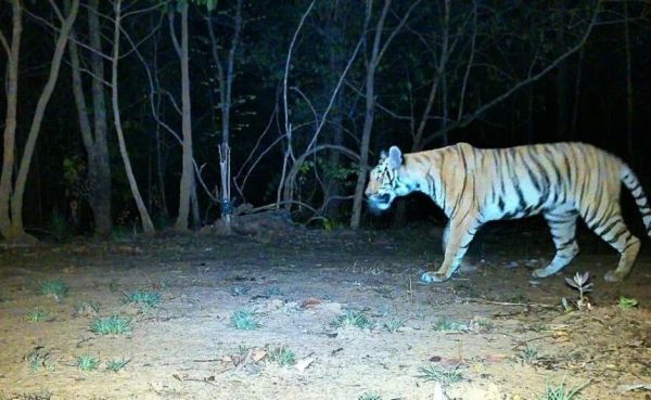 अब AI करेगा जंगल की चौकीदारी, उदंती-सीतानदी टाइगर रिजर्व में स्मार्ट सर्विलांस सिस्टम का ट्रायल शुरू