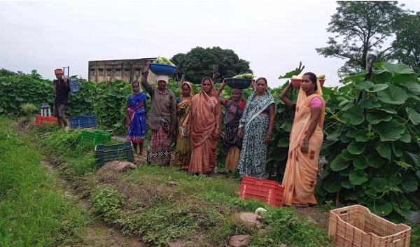 बिहान से बदली राह, 35 महिला किसानों ने 600 क्विंटल सब्जी उगाकर लिखी सफलता की कहानी