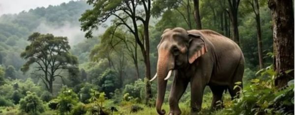 हाथी प्रभावित क्षेत्रों में ग्रामीणों की सुरक्षा के लिए वन विभाग अलर्ट, ड्रोन से की जा रही निगरानी