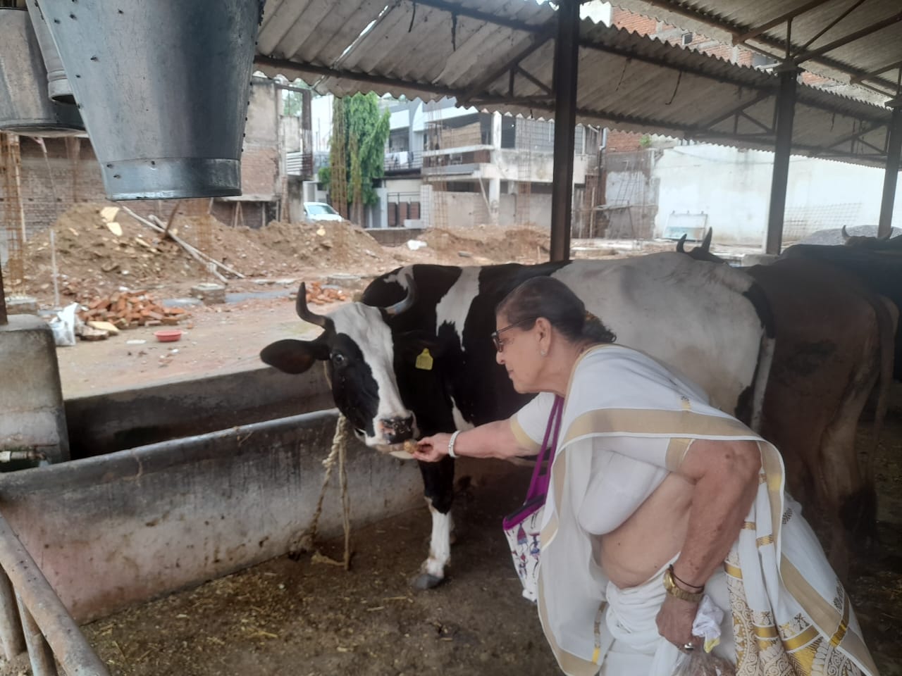 हरेली पर मंडल की पर्यावरण समिति ने गोमाता को खिलाया गुड़ और आटा