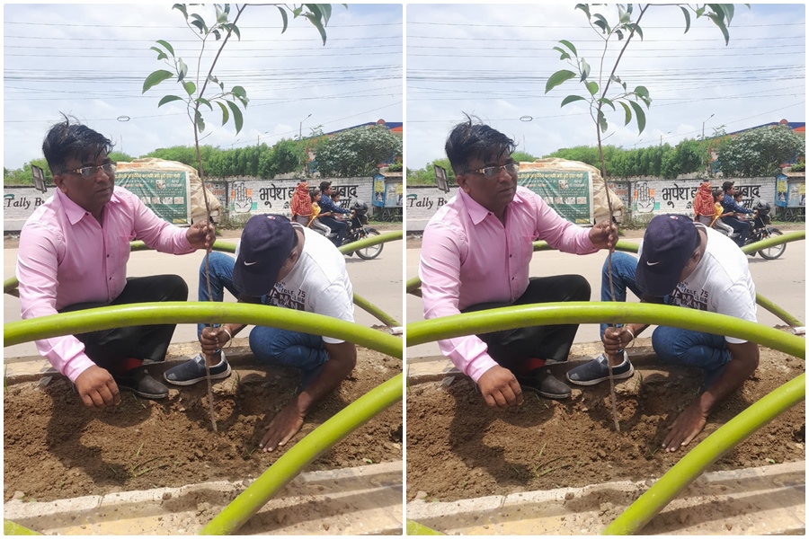 सरकार के पौधरोपण अभियान से जुड़ा महाराष्ट्र मंडळ, रोज रोपे जा रहे पौधे