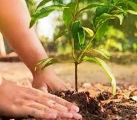  हाईटेक आंगनबाड़ी में रोटरी क्&zwj;लब मिलेनियम का आज पौधरोपण