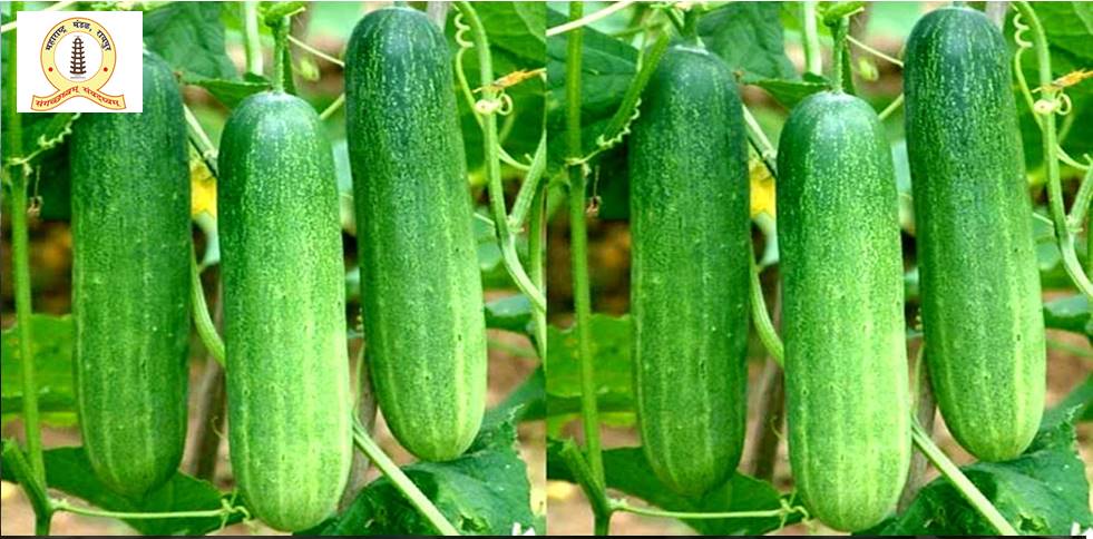 स्वास्थ्य के लिए खीरा लाभदायक... जानिए कब खाने से मिलेगा ज्यादा फायदा