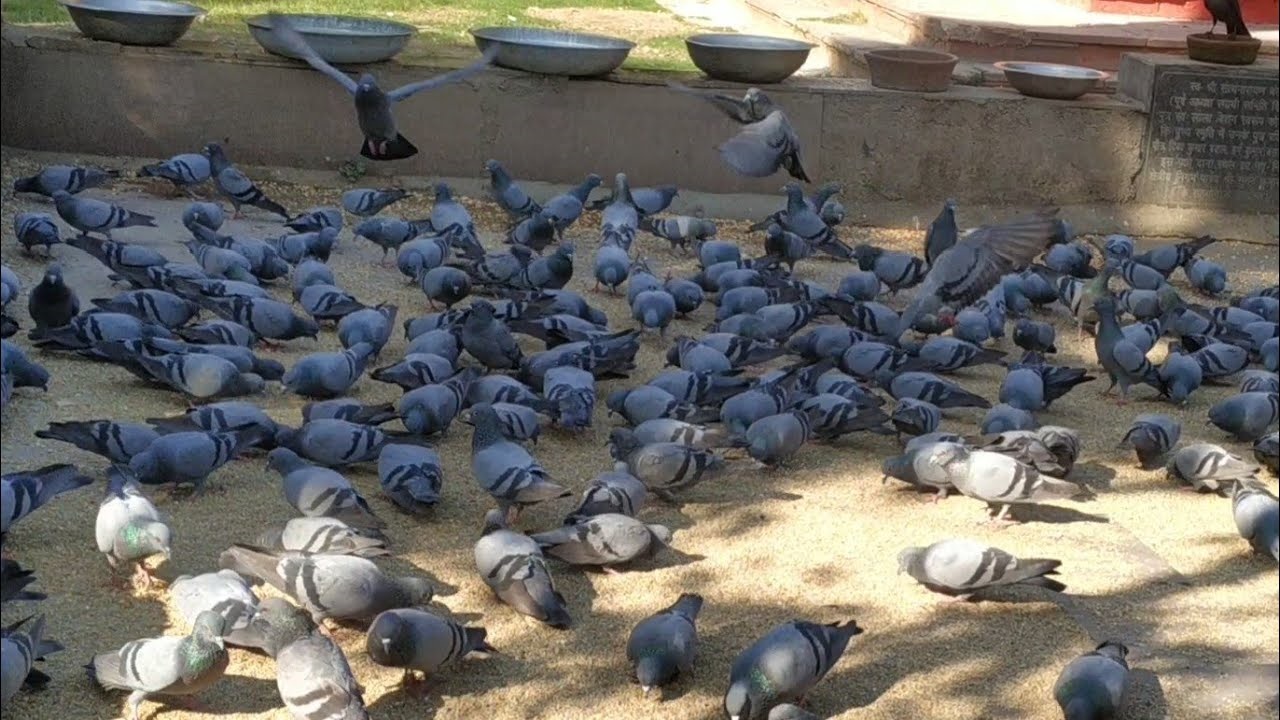 पक्षियों को दाना डालना दिल्ली की परम्परा बन चूका है.... 