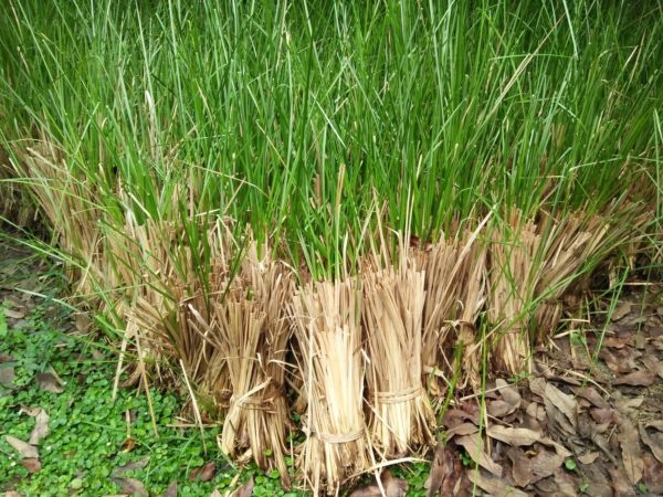 गर्मी में खस के शरबत पीने से शरीर को तुरंत मिलती  है एनर्जी,  साथ ही लू के खतरे से बचाता है