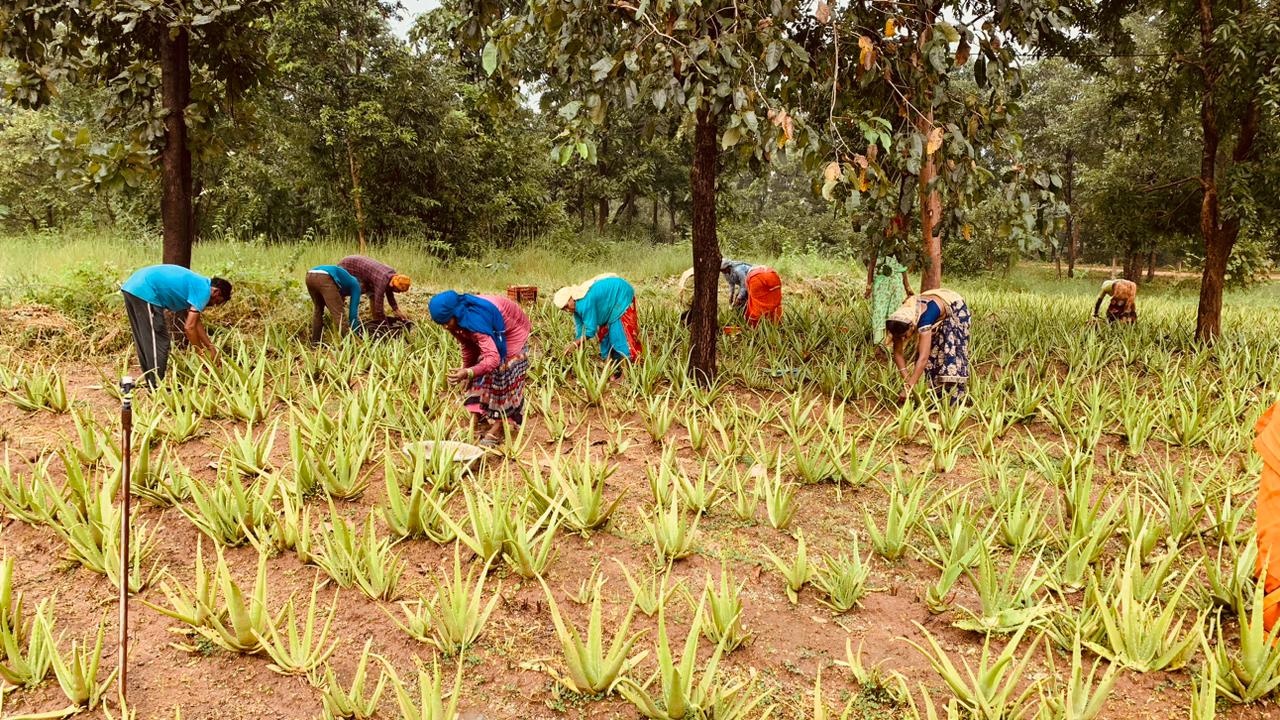 प्रदेश का एकमात्र वनधन केन्द्र दुगली : जहां एलोवीरा का प्रिमियम प्रोडक्ट किया जाता है तैयार