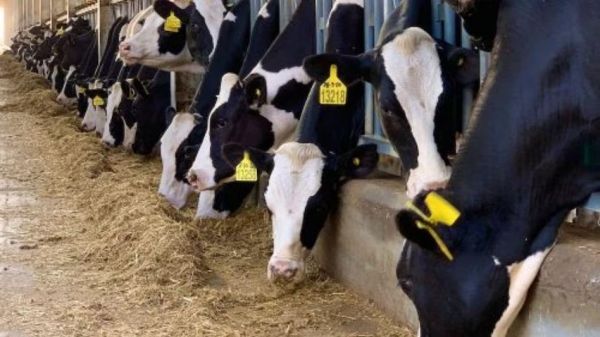 Dairy Farming Loan: गो पालन को बढ़ावा देने सरकार दे रही डेयरी फार्मिंग लोन, जाने प्रोसेस