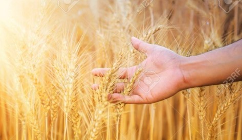  इस प्रदेश ने जीआई का लहराया परचम, प्रदेश के शरबती गेंहू सहित 9 उत्पाद हुए पंजीकृत