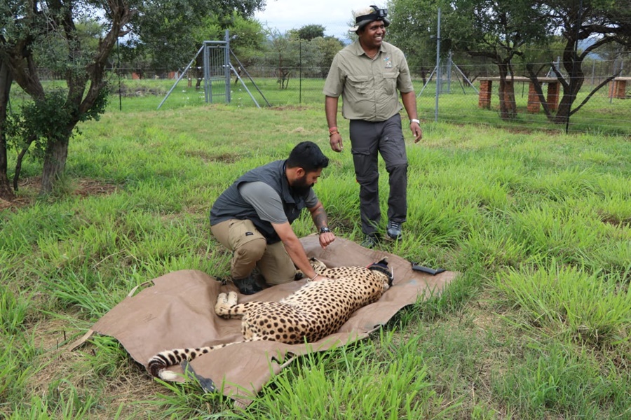 कूनो नेशनल पार्क में अब उदय की मौत... दो महीनों में दूसरे चीते ने तोड़ा दम... मौत की वजह का नहीं चला पता