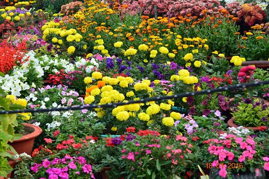  गांधी उद्यान में तीन दिवसीय फल और फूलों की प्रदर्शनी... विद्यार्थियों के लिए कई स्पर्धाएं भी