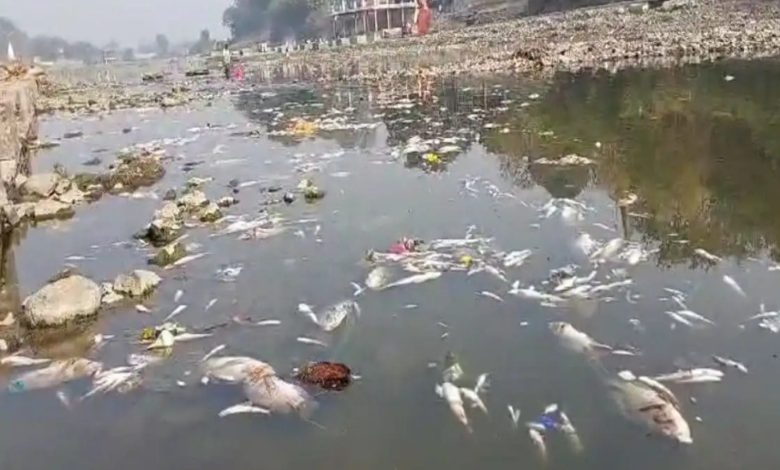 शिप्रा नदी का पानी होने लगा दूषित... पानी में मर रही मछलिया... लोग हैरान