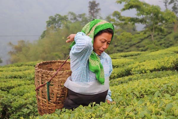 दुनिया का दूसरा सबसे बड़ा चाय निर्यातक बना &lsquo;भारत&rsquo;