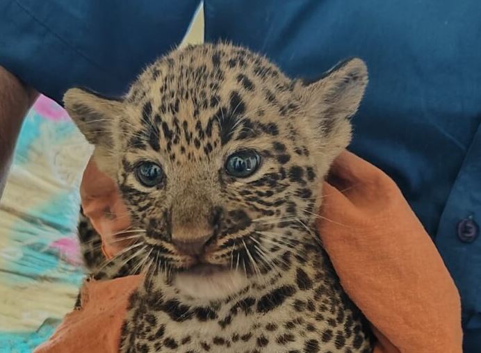 तेंदुए के शावक ने गौशाला में मचाया हड़कंप, वन विभाग ने किया रेस्क्यू, गांव में हाई अलर्ट