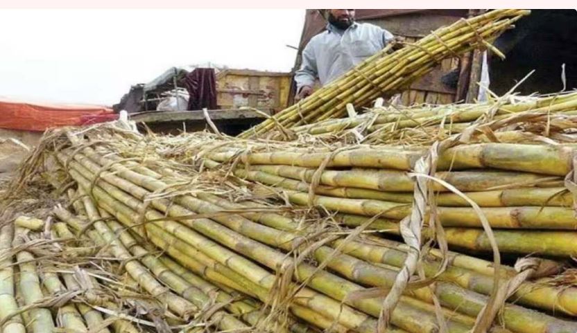 गन्ने का परामर्शित मूल्य बढ़ाने के संबंध में आदेश जारी, जानिए किन प्रजातियों का कितना होगा रेट