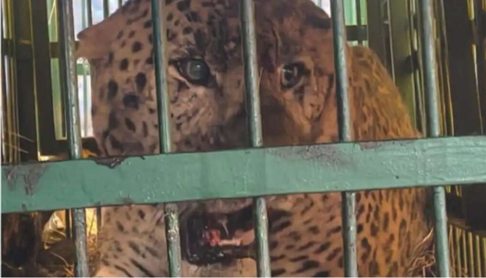 बागेश्वर: महिला को मौत के घाट उतारने वाला गुलदार आखिरकार पिंजड़े में कैद, ग्रामीणों ने ली राहत की सांस