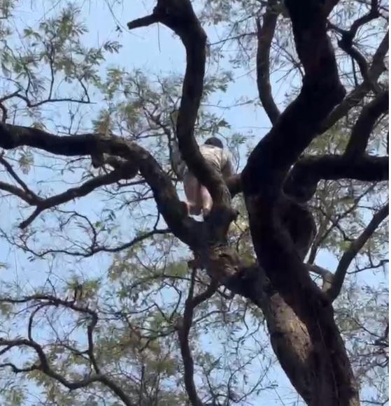 एक परिंदा बचा, पर सवाल अब भी बाकी&mdash;कब थमेगी मौत की मांझा