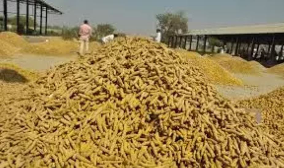 नेचुरल फार्मिंग में लीडर बना, हल्दी प्रोडक्शन में बड़ी सफलता मिली