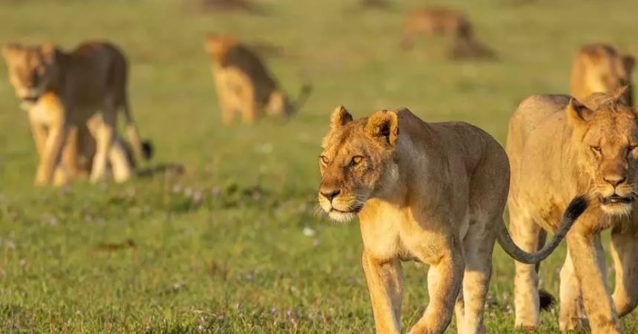 वायरस से कई शेरों की मौत, फॉरेस्ट डिपार्टमेंट में हड़कंप