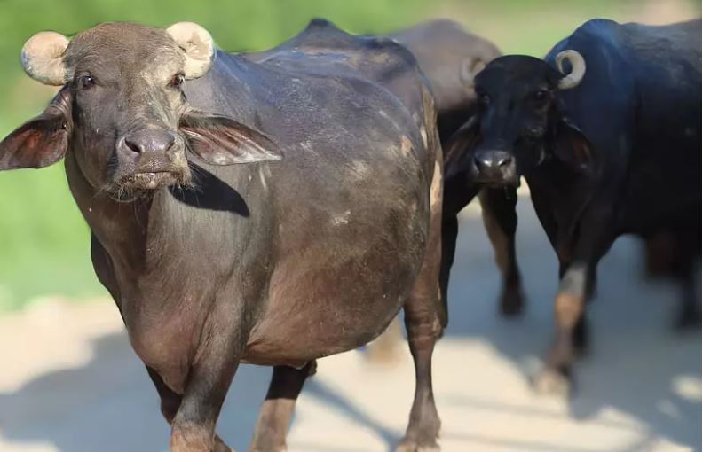 गर्भवती भैंस के पेट से निकलीं 66 लोहे की चीजें, डॉक्टरों ने बचाई जान