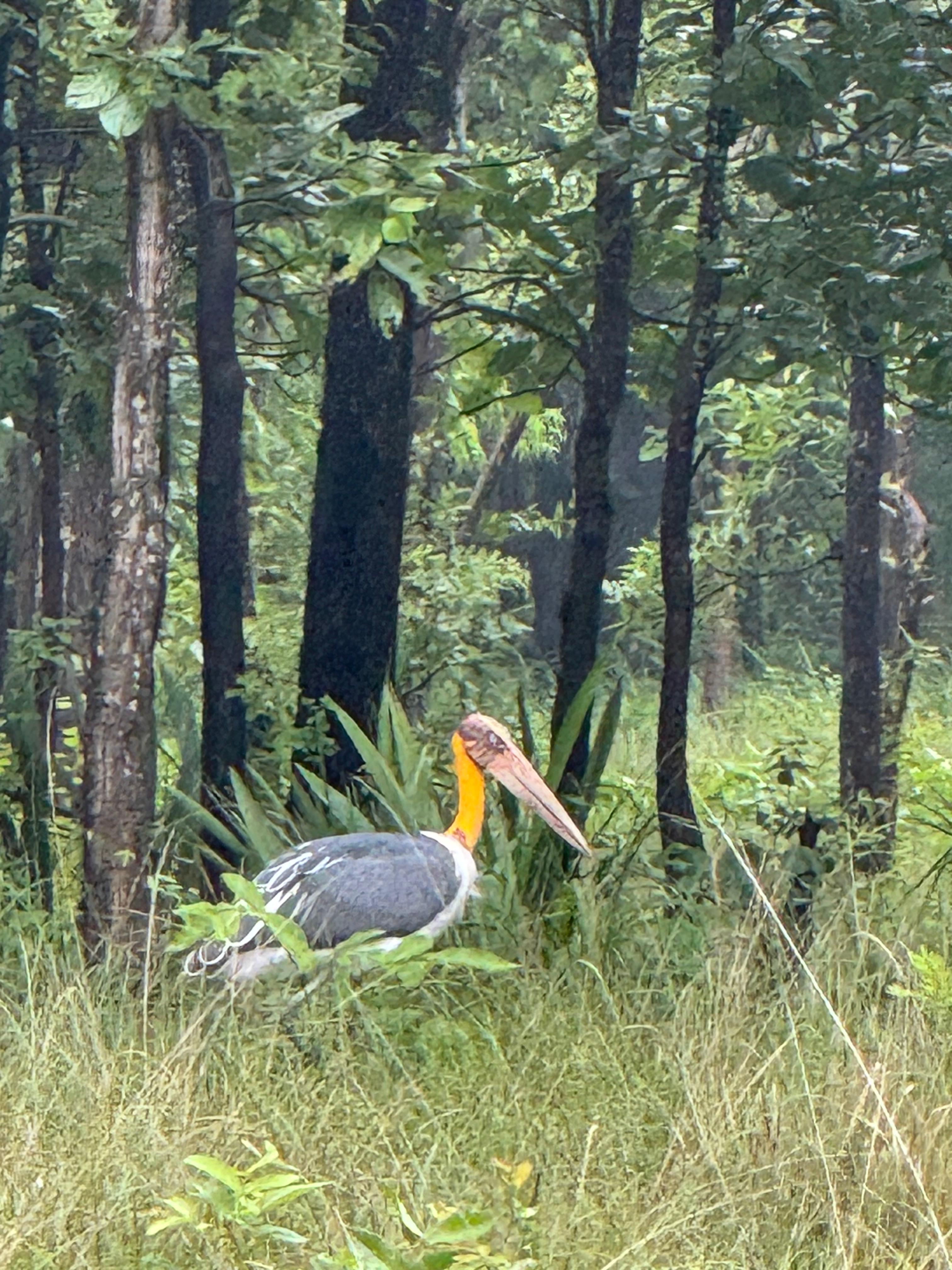 चक्रवात अरनब के प्रभाव से सुहावना हुआ मौसम, बांधवगढ़ टाइगर रिजर्व में प्रबंधन सतर्क