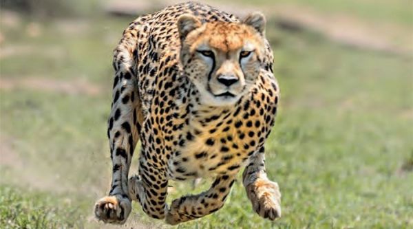 महाशिवरात्रि के दिन कूनो पहुंचेंगे और 12 चीते, दक्षिण अफ्रीका पहुंचा चीता टास्क फोर्स, देश में 20 हो जाएगी संख्या