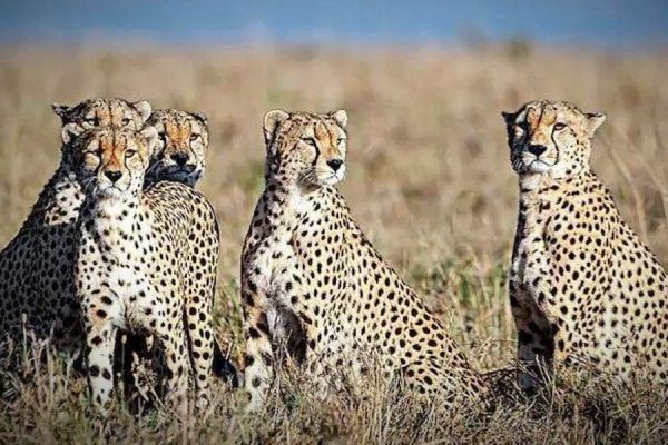 BIG NEWS : साउथ अफ्रीका से भारत के लिए हवाई यात्रा करेंगे 12 चीते... शनिवार को पहुंचेंगे भारत... कूनो में अब चीतों की संख्या हो जाएगी 20