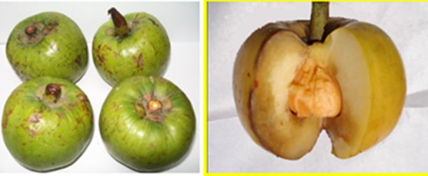 जानिए वह कौन सा औषधीय पौधा है जिसमें पाई गई हृदयरोगों से बचाव की क्षमता