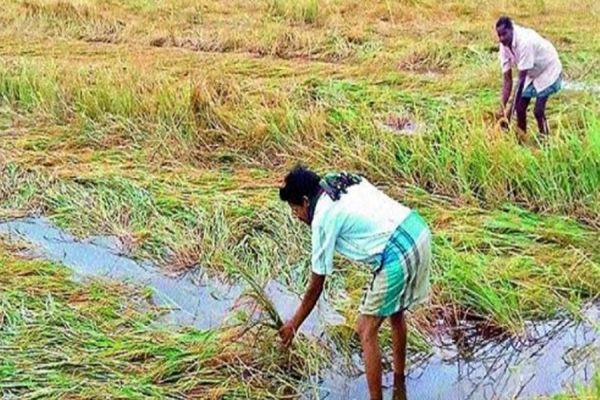  बेमौसम बारिश और ओलावृष्टि से बदहाल किसान... मुख्यमंत्री ने दिखाई संवेदनशीलता... की तीन बड़ी घोषणाएं