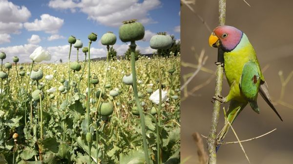 अफीम खाकर अपने दिन की शुरुआत करते हैं यहां तोते... लत ऐसी कि किसानों के उड़ गए तोते... देखिए वीडियो