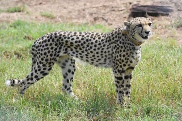 गाय का शिकार कर... जंगल से गांव के खेत में पहुंचा चीता... दहशत के साए में रेस्क्यू ऑपरेशन