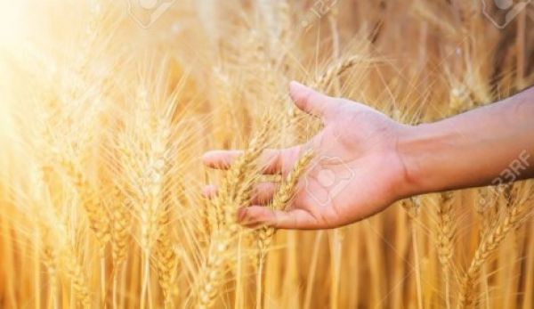  इस प्रदेश ने जीआई का लहराया परचम, प्रदेश के शरबती गेंहू सहित 9 उत्पाद हुए पंजीकृत