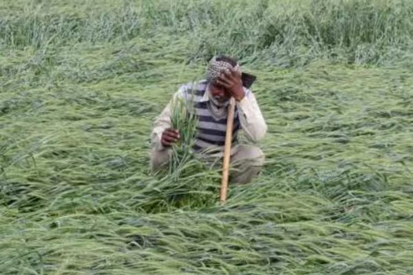 बेमौसम बारिश से फसलों को हुआ नुकसान... किसानों को राहत देने खराब फसल भी समर्थन मूल्य पर खरीदेगी सरकार... मुख्यमंत्री ने जारी किया आदेश