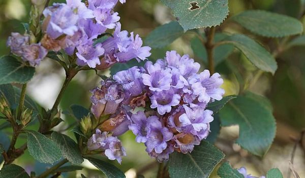 केवल भारत में खिलता है यह फूल... वह भी 12 साल में एक बार... पर है औषधि गुणों की खान