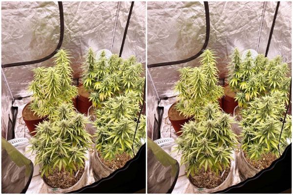 हाई-टेक तकनीक से गांजे की खेती.....  मेडिकल स्टूडेंट समेत तीन आरोपी गिरफ्तार