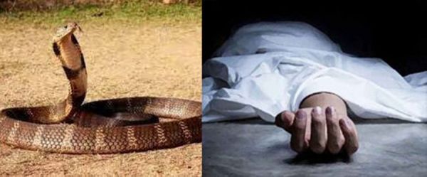 सर्पदंश से मौत होने पर... राज्य सरकार देगी 4 लाख का मुआवजा... पेश करने होंगे ये अहम दस्तावेज