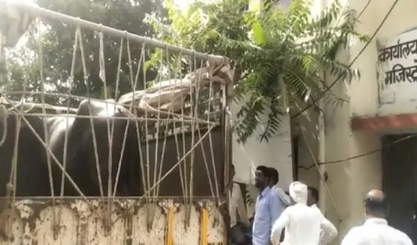 पेशी के लिए कोर्ट लाए गए दो भैंस... मामला जानने उमड़ पड़ी भीड़... हर कोई होता रहा हैरान, पढ़िए पूरा मामला