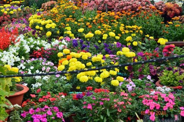  गांधी उद्यान में तीन दिवसीय फल और फूलों की प्रदर्शनी... विद्यार्थियों के लिए कई स्पर्धाएं भी