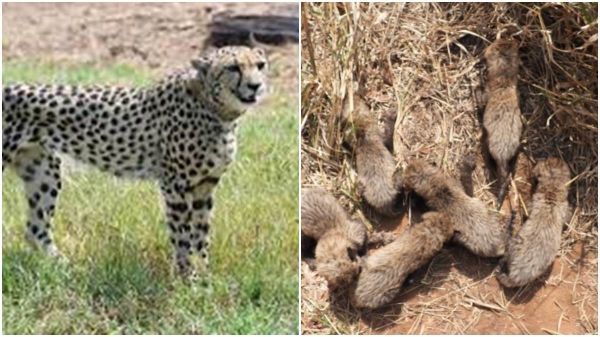 बधाई ! मादा चीता गामिनी ने 6 शावकों को दिया जन्म