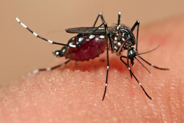 मच्छरों से सावधान....विश्व मलेरिया दिवस