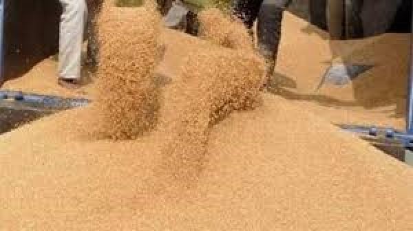 केंद्रीय पूल में 262.48 लाख मीट्रिक टन गेहूं खरीदा गया है, जिससे 22.31 लाख किसानों को 59,715 करोड़ रुपये का न्&zwj;यूनतम समर्थन मूल्&zwj;य प्राप्&zwj;त हुआ