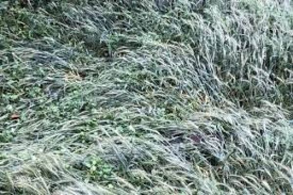 प्राकृतिक कारणों से खराब हुई फसल पूरी तरह कवर होती है और किसानों को उसका लाभ मिलता है : शिवराज सिंह चौहान