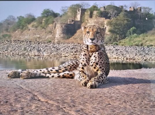 चीता परियोजना के सफल तीन वर्ष