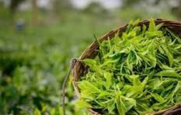 सरकार ने चाय विकास और संवर्धन योजना के माध्यम से असम के चाय सेक्टर को मजबूत किया