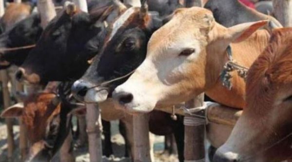 वाराणसी में सर्दी का कहर; ठंड में फैला खुरपका-मुंहपका, नवजात बछड़ों की मौत से गांवों में दहशत