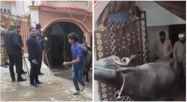 लखनऊ में बेडरूम में कैद 19 गाय-भैंसें: नगर निगम की कार्रवाई ने खोला अवैध डेयरी का चौंकाने वाला सच