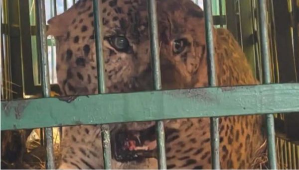 बागेश्वर: महिला को मौत के घाट उतारने वाला गुलदार आखिरकार पिंजड़े में कैद, ग्रामीणों ने ली राहत की सांस