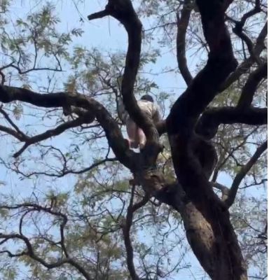 एक परिंदा बचा, पर सवाल अब भी बाकी&mdash;कब थमेगी मौत की मांझा