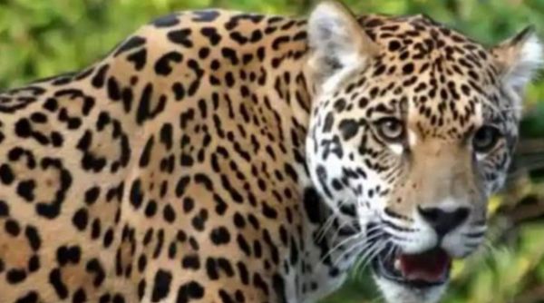 यहां आंगन खेल रही 4 साल की मासूम को उठा ले गया, परिजनों में मची चीख पुकार,&hellip;.गांव में दहशत